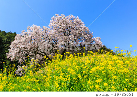 納戸料の百年桜と菜の花　【佐賀県嬉野市】 39785651