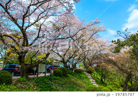 野岳湖のさくら　【長崎県大村市】 39785707