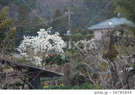 早春の山里 39785844