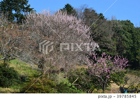 早春の山里 39785845