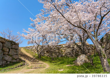 桜咲く春の米子城跡　鉄御門跡 39786335