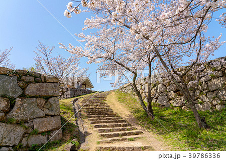 桜咲く春の米子城跡 鉄御門跡 桜咲く春の米子城跡 鉄御門跡 39786336