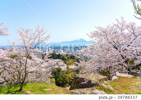 桜咲く春の米子城跡と大山 39786337