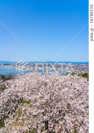桜咲く春の米子城跡からの眺望　米子港周辺 39786339