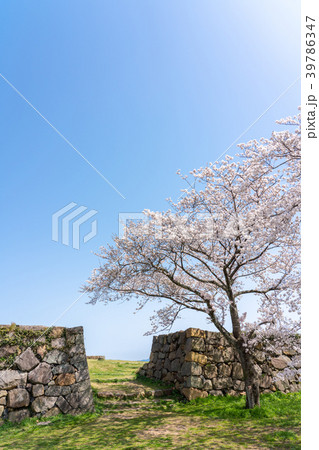 桜咲く春の米子城跡 桜咲く春の米子城跡 39786347