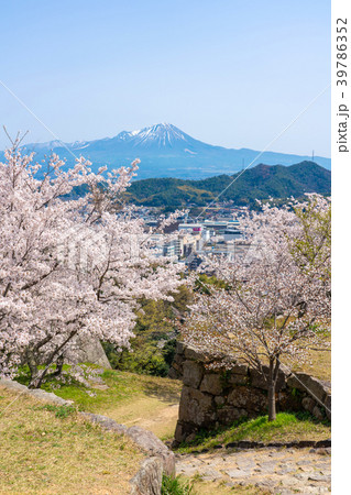 桜咲く春の米子城跡と大山 39786352