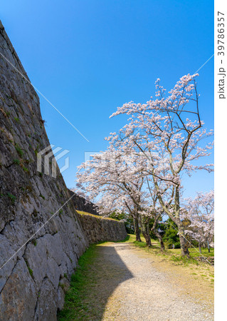桜咲く春の米子城跡　小天守台石垣の隅角 39786357