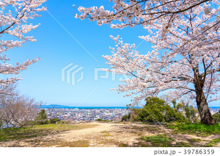 桜咲く春の米子城跡　遠見櫓の郭跡 39786359