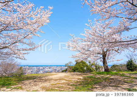 桜咲く春の米子城跡　遠見櫓の郭跡 39786360