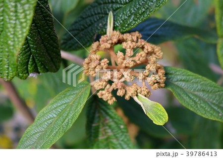 Leatherleaf Viburnum, Detail. Blossom in Spring 39786413