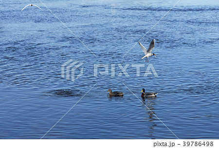 In the river, small fish are caught and two ducks 39786498