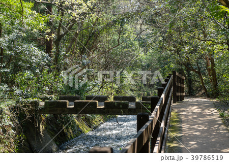 城ケ崎自然研究路へ続く遊歩道 城ケ崎自然研究路へ続く遊歩道 39786519