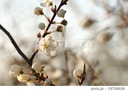 Spring flowers blooming on a tree Spring flowers blooming on a tree 39786686