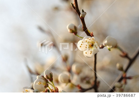 Spring flowers blooming on a tree Spring flowers blooming on a tree 39786687
