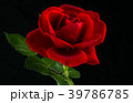 red rose in close up view 39786785