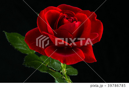 red rose in close up view red rose in close up view 39786785