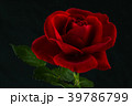 red rose in close up view 39786799