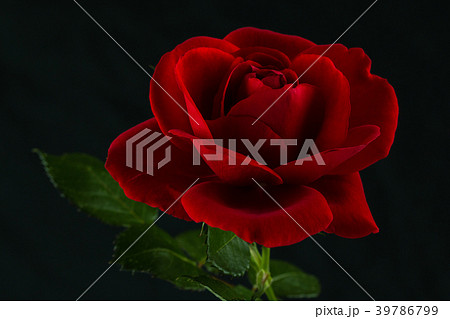 red rose in close up view red rose in close up view 39786799