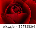 red rose in close up view 39786804