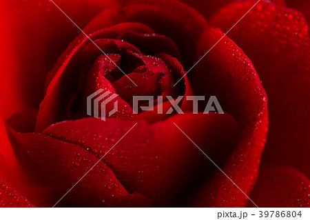 red rose in close up view 39786804