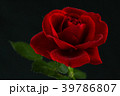 red rose in close up view 39786807
