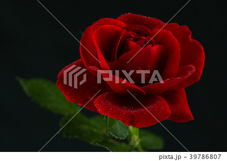 red rose in close up view red rose in close up view 39786807