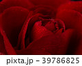 red rose in close up view 39786825