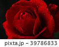 red rose in close up view 39786833