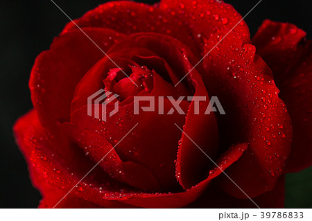 red rose in close up view red rose in close up view 39786833
