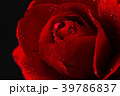 red rose in close up view 39786837