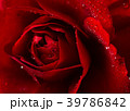 red rose in close up view 39786842