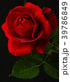 red rose in close up view 39786849
