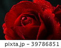 red rose in close up view 39786851