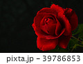 red rose in close up view 39786853