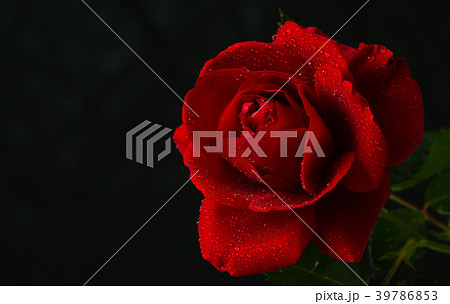 red rose in close up view red rose in close up view 39786853