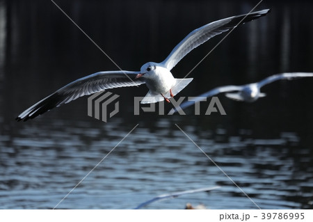 泳ぐカモメ 39786995