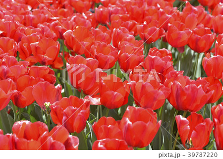 赤いチューリップ 39787220