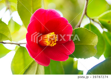 椿の赤い花の写真素材 [39787274] - PIXTA