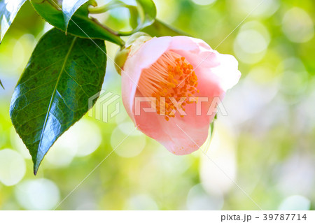 ツバキ・太郎庵 39787714