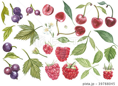 Set of hand drawn berries isolated on white 39788045