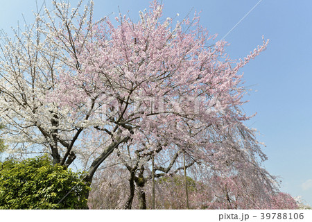 満開の桜 満開の桜 39788106