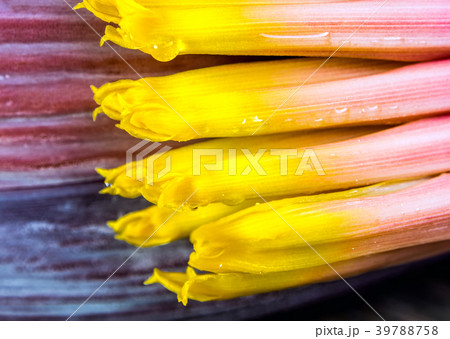 Silver bluggoe banana blossom 39788758