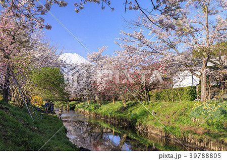 忍野の春　富士山 39788805