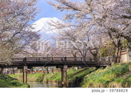 忍野の春　富士山 39788829