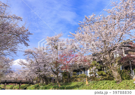 忍野の春　富士山 39788830