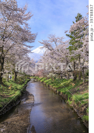忍野の春　富士山 39788837
