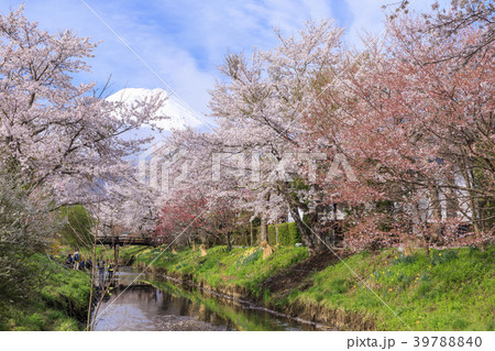 忍野の春　富士山 39788840