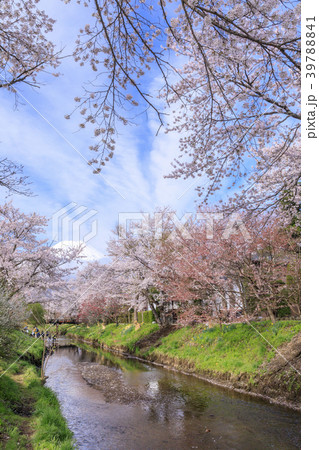 忍野の春　富士山 39788841