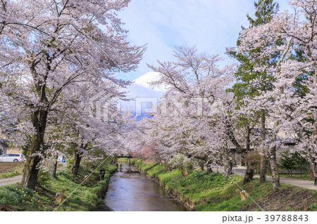 忍野の春　富士山 39788843