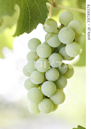 A bunch of green grapes on a bush A bunch of green grapes on a bush 39789378